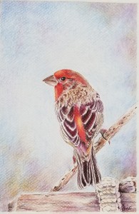 House Finch