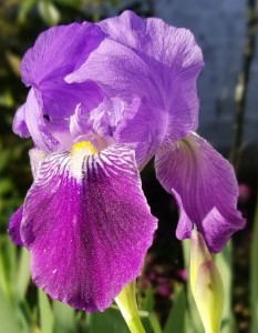 Iris 2019