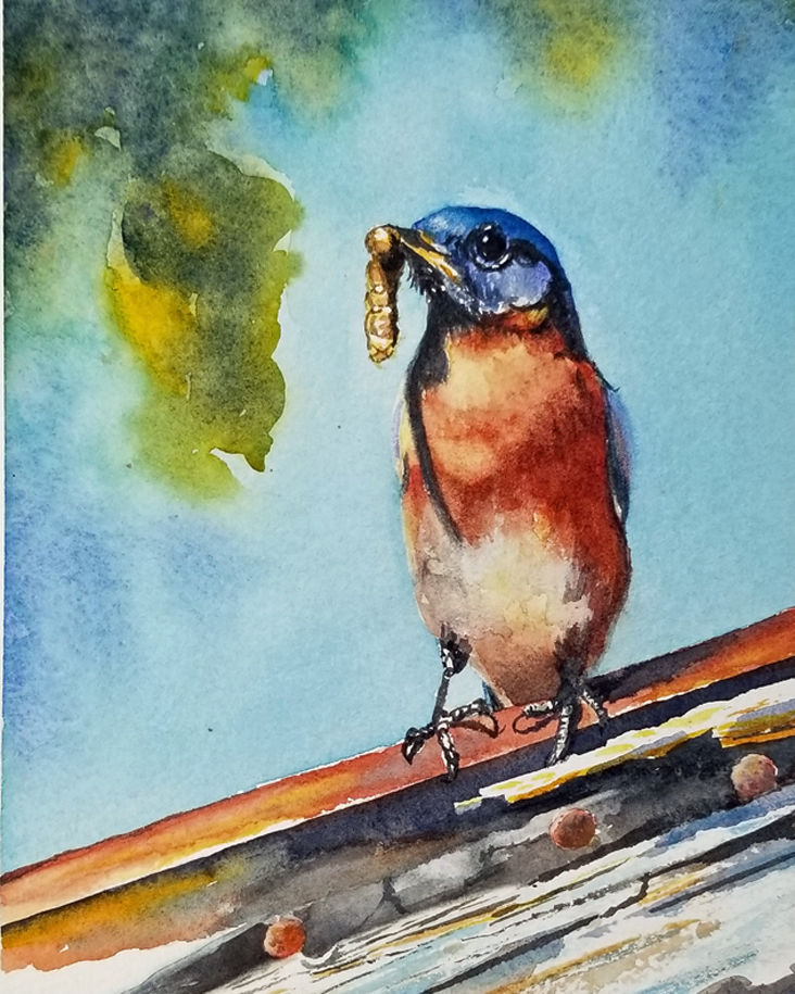 watercolor bluebird